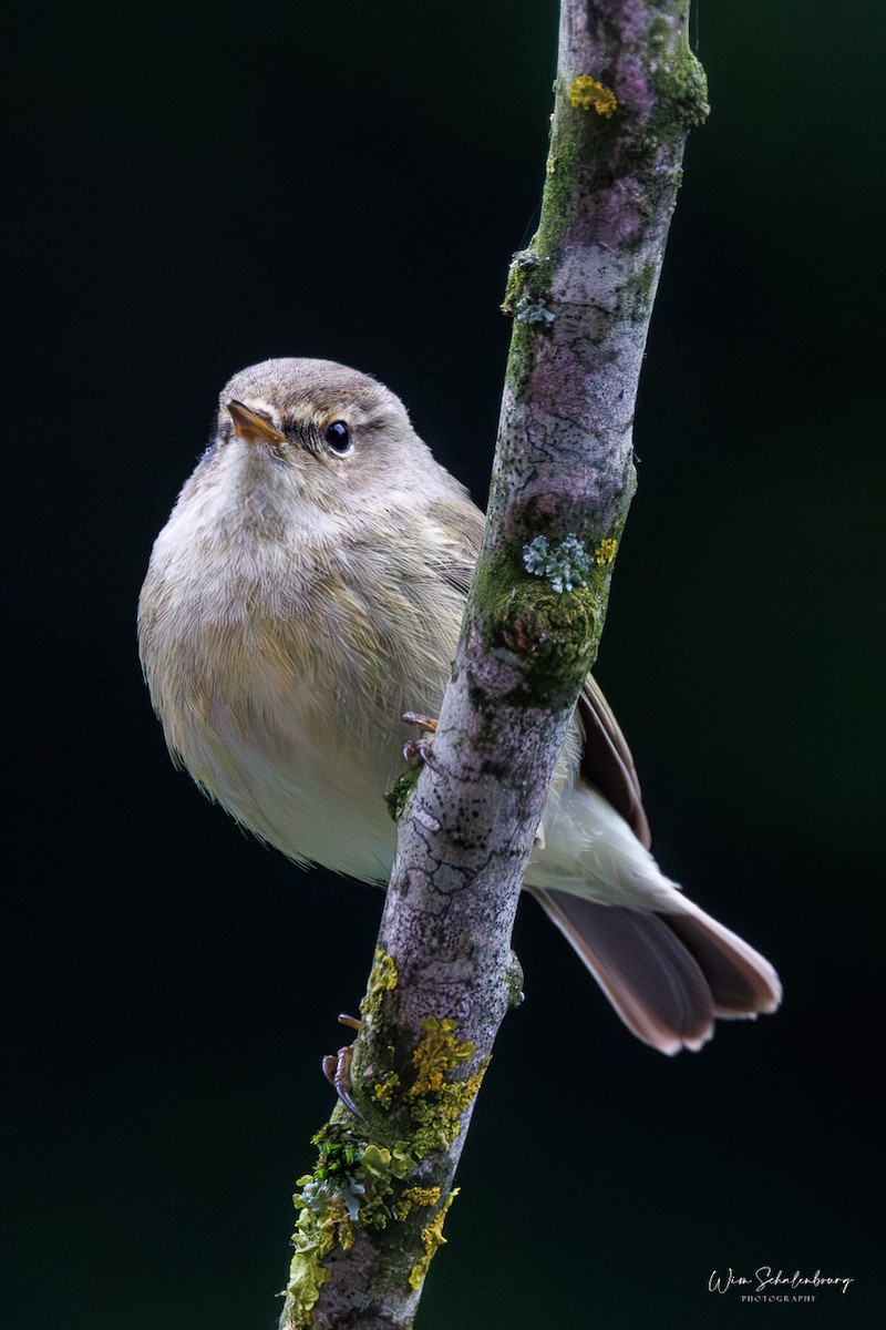 Common Chiffchaff - ML620457968