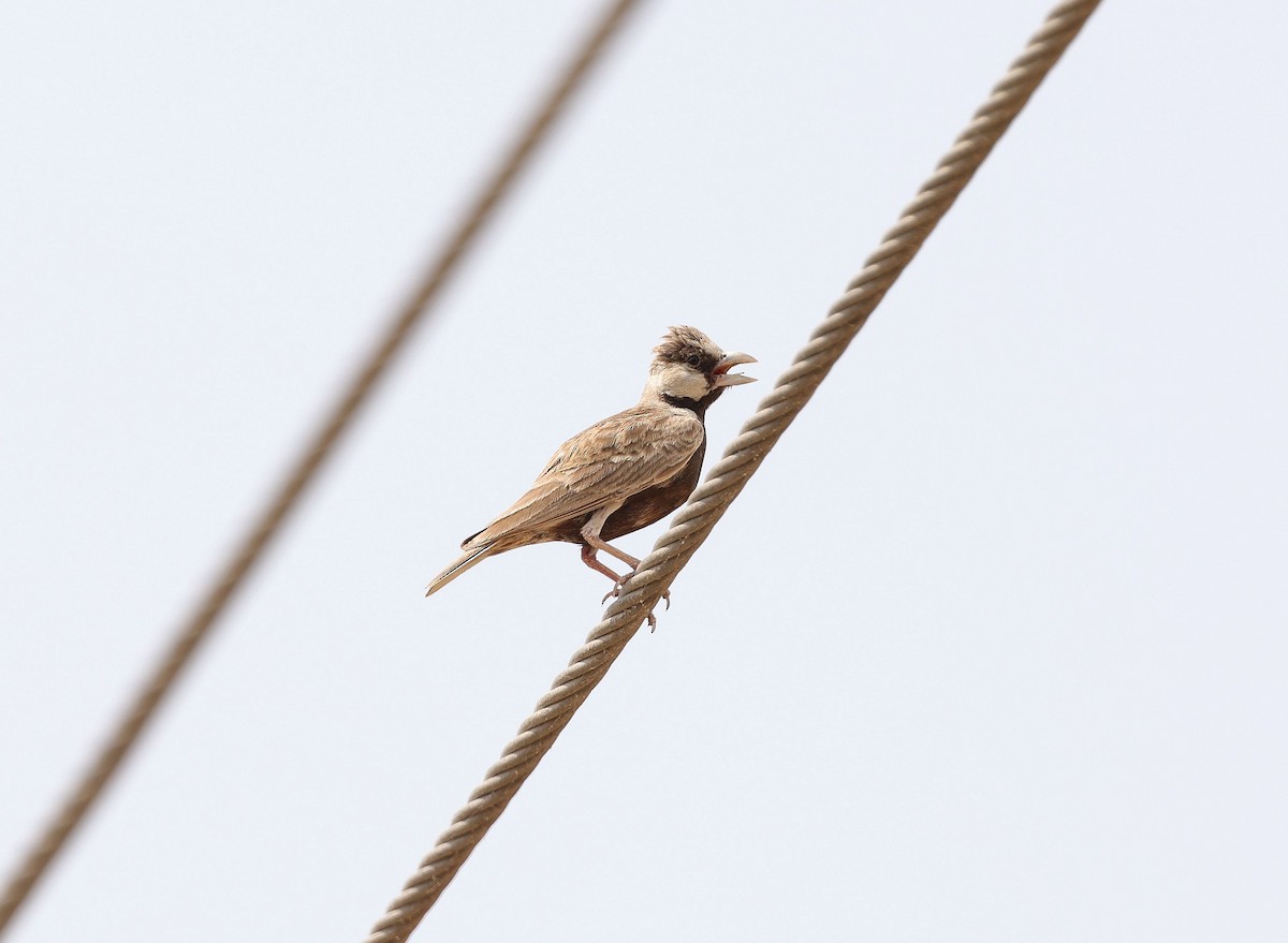 Ashy-crowned Sparrow-Lark - ML620457970