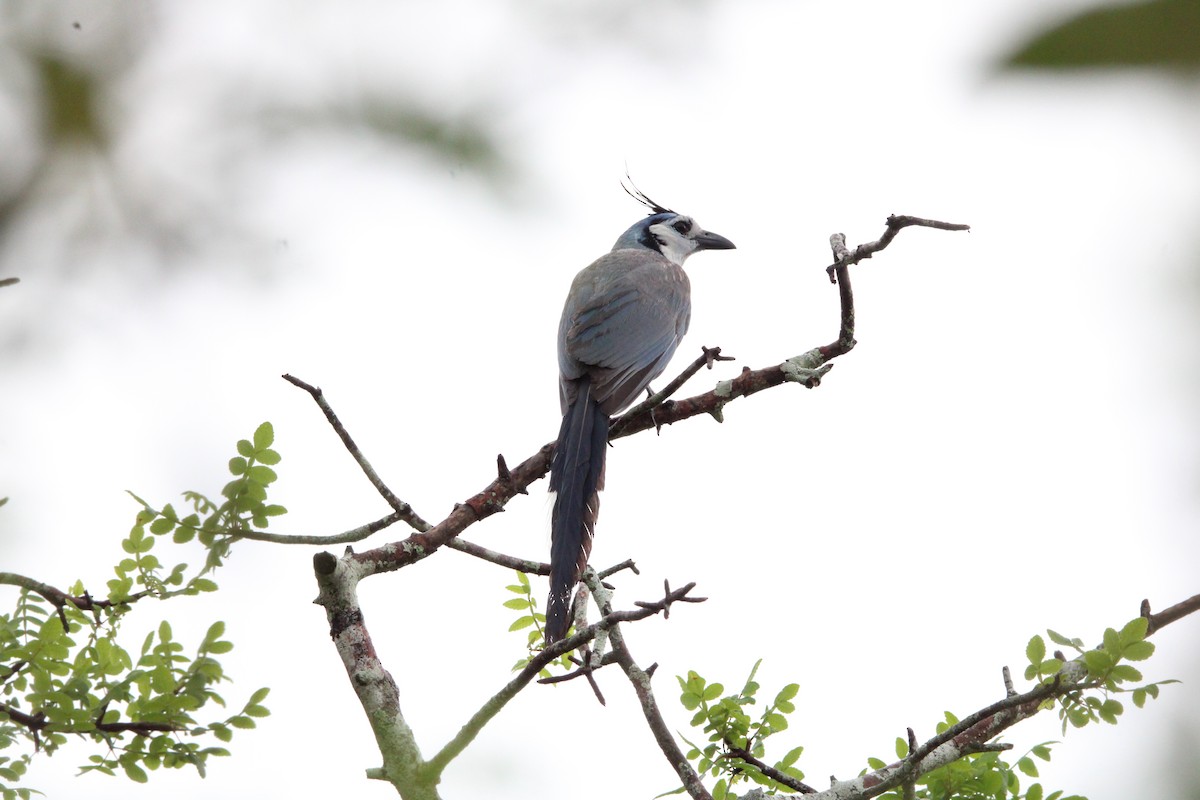 White-throated Magpie-Jay - ML620457973