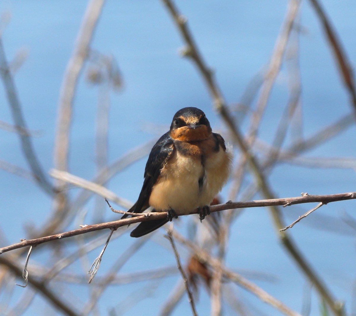 Barn Swallow - Glenn Blaser