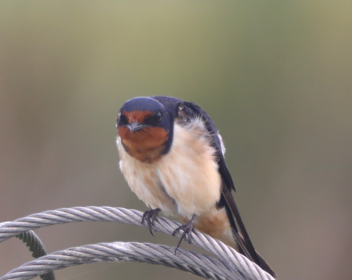 Barn Swallow - ML620457975