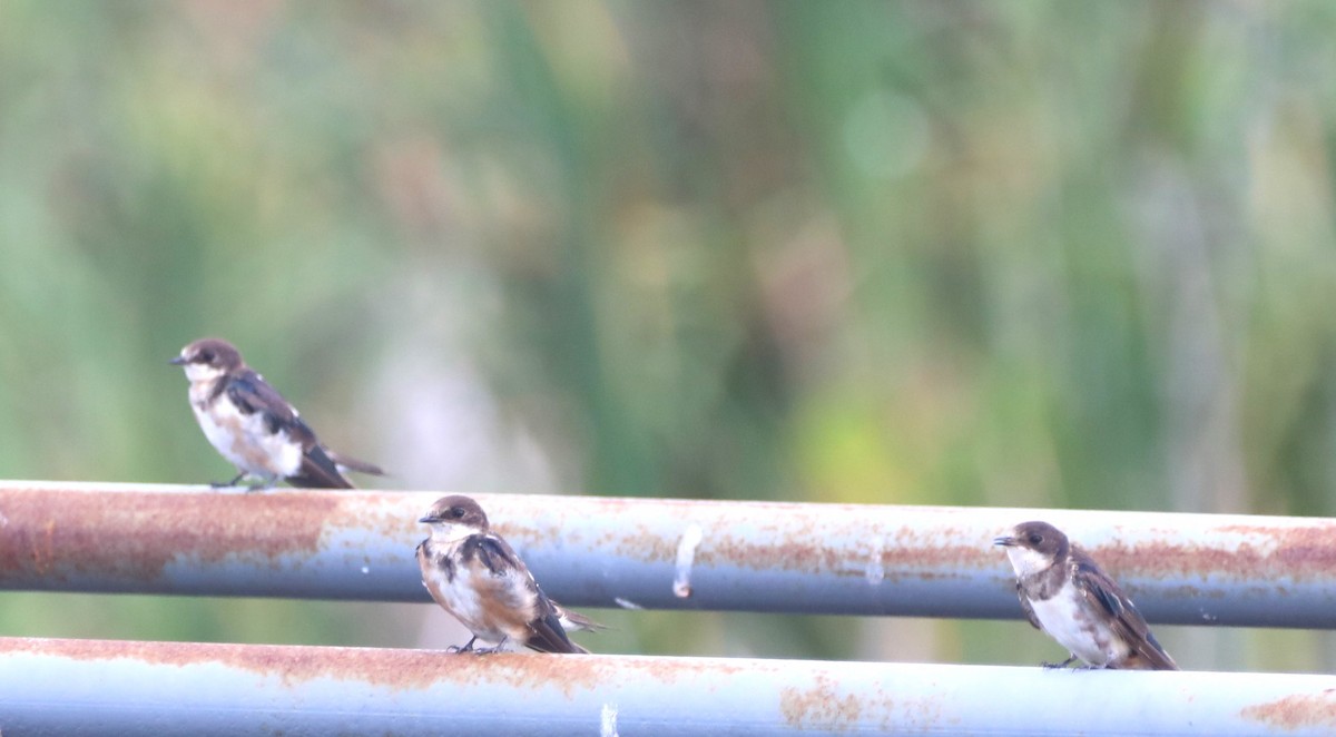 Barn Swallow - ML620457976