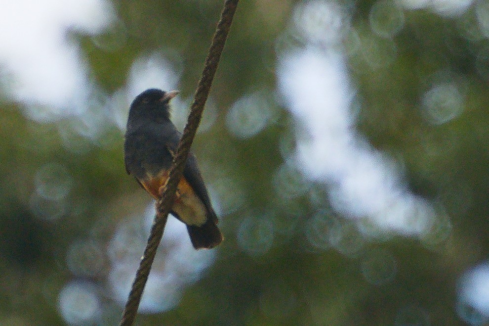 Swallow-winged Puffbird - ML620457981