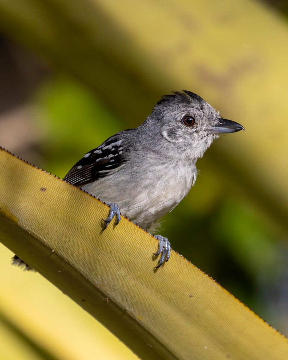 Planalto Slaty-Antshrike - ML620457984