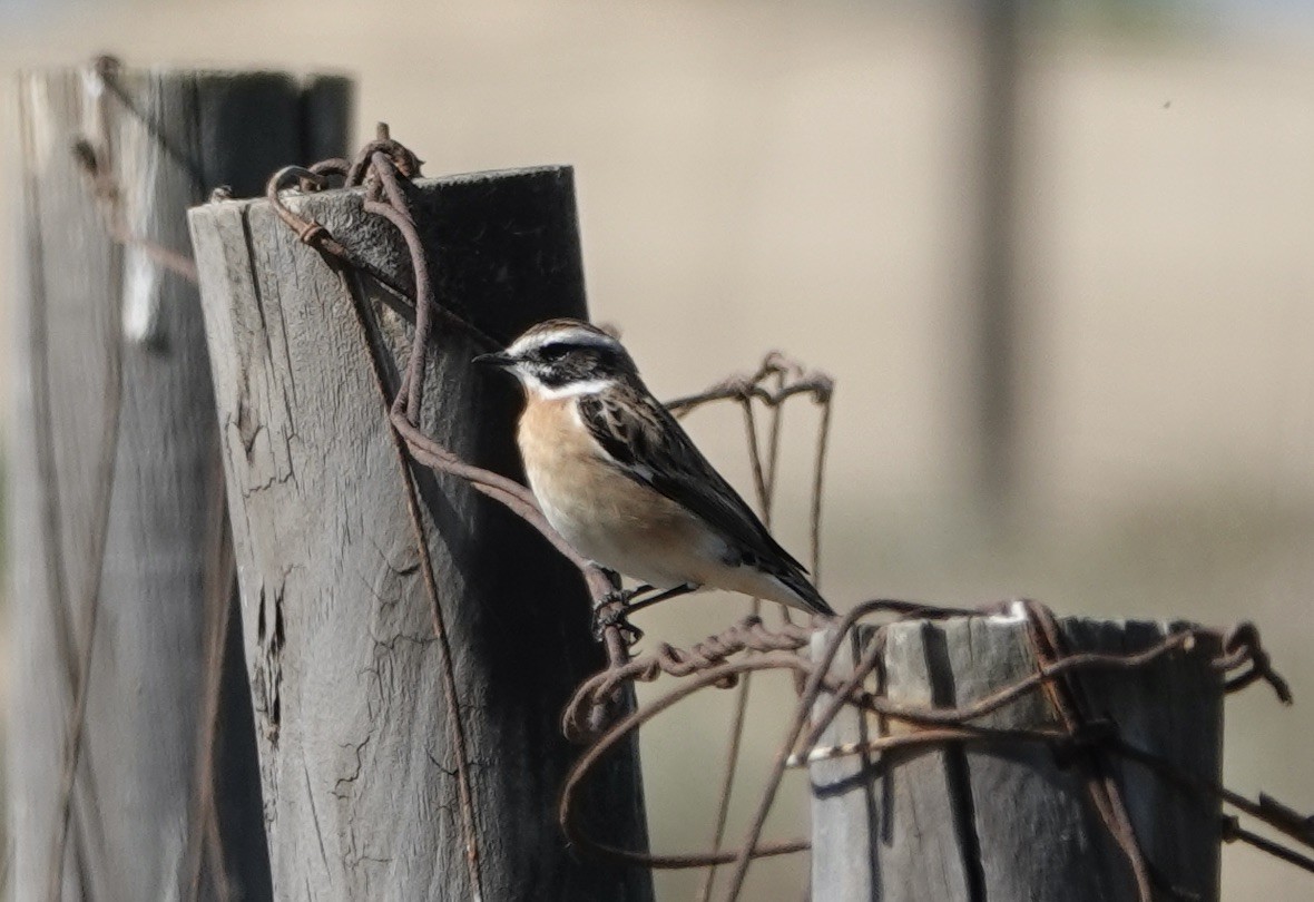 Whinchat - ML620457985