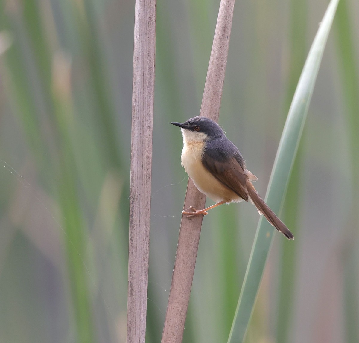 Prinia cendrée - ML620457987