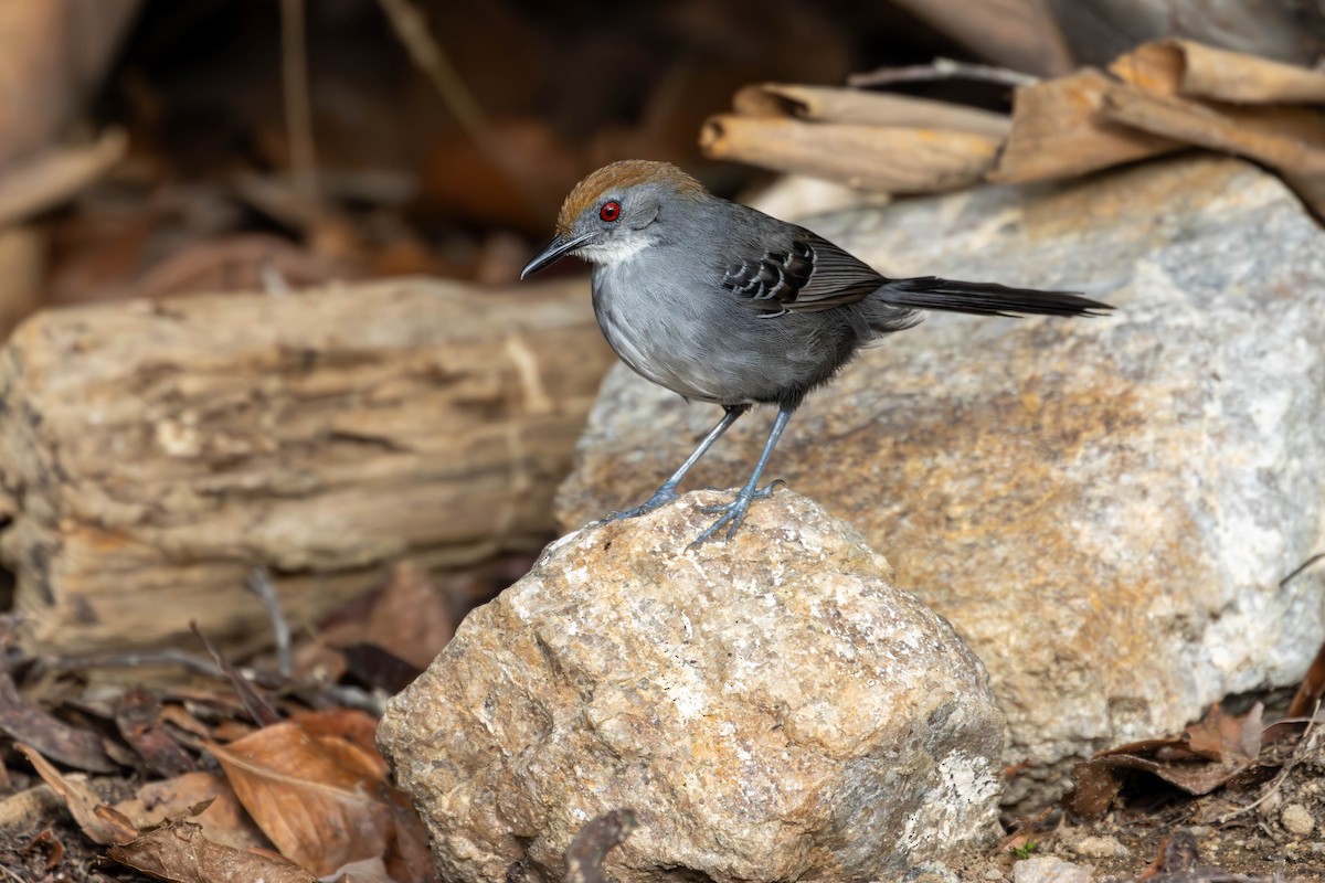 Slender Antbird - ML620457988