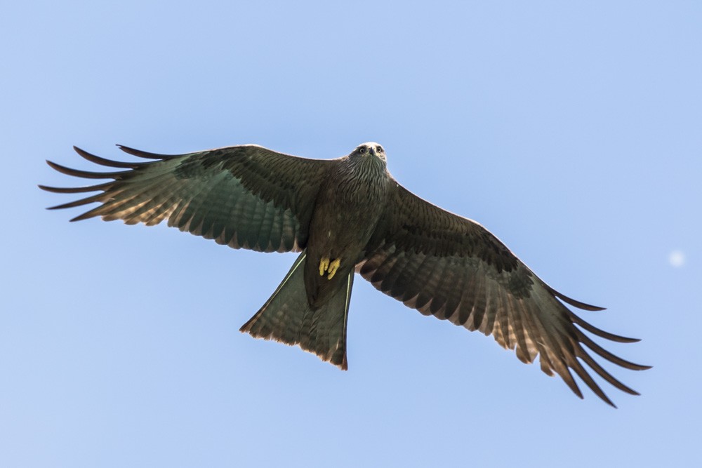 Black Kite - ML620457992