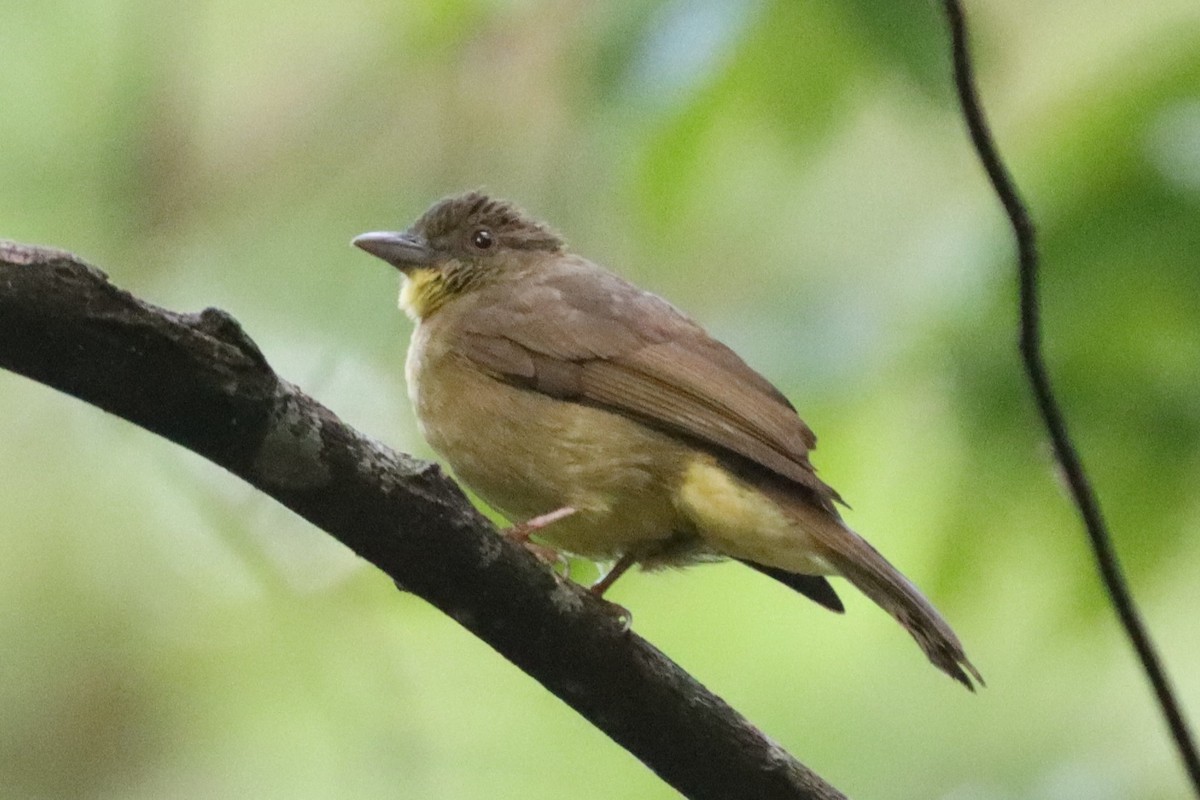 Finsch's Bulbul - ML620457993