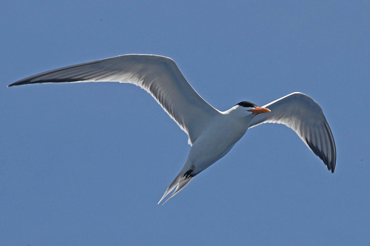 Royal Tern - ML620457994