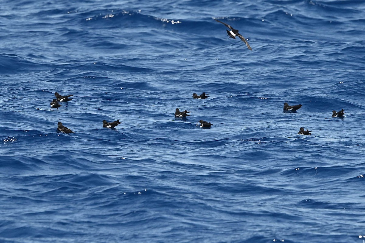 Wilson's Storm-Petrel - ML620457999