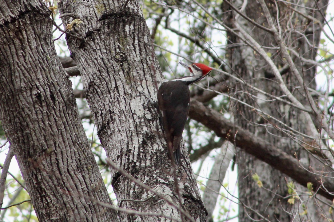 Pileated Woodpecker - ML620458003