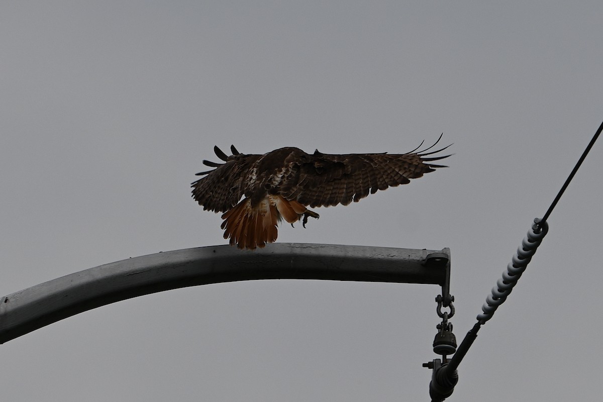 Red-tailed Hawk - Chad Ludwig