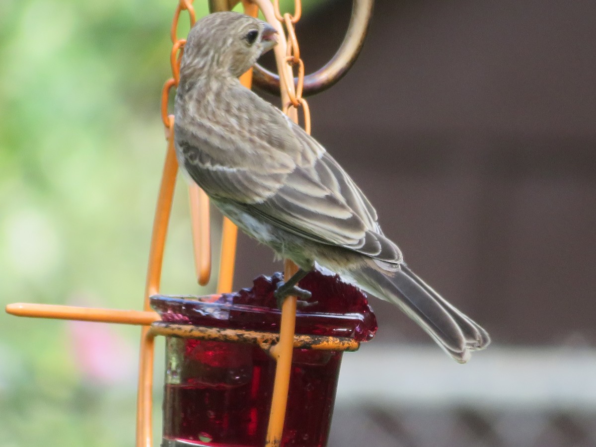 House Finch - ML620458010