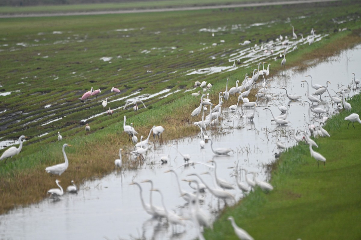 Great Egret - ML620458013