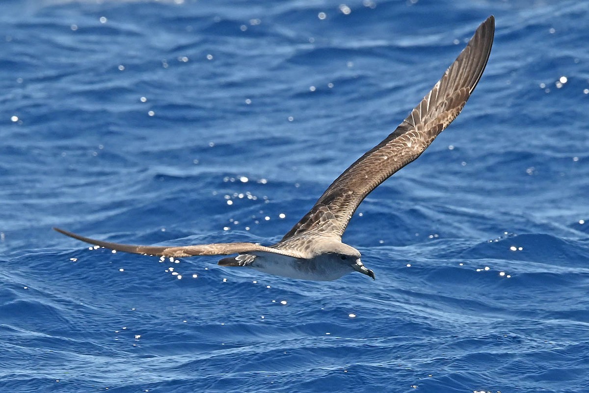 Cory's Shearwater - ML620458016