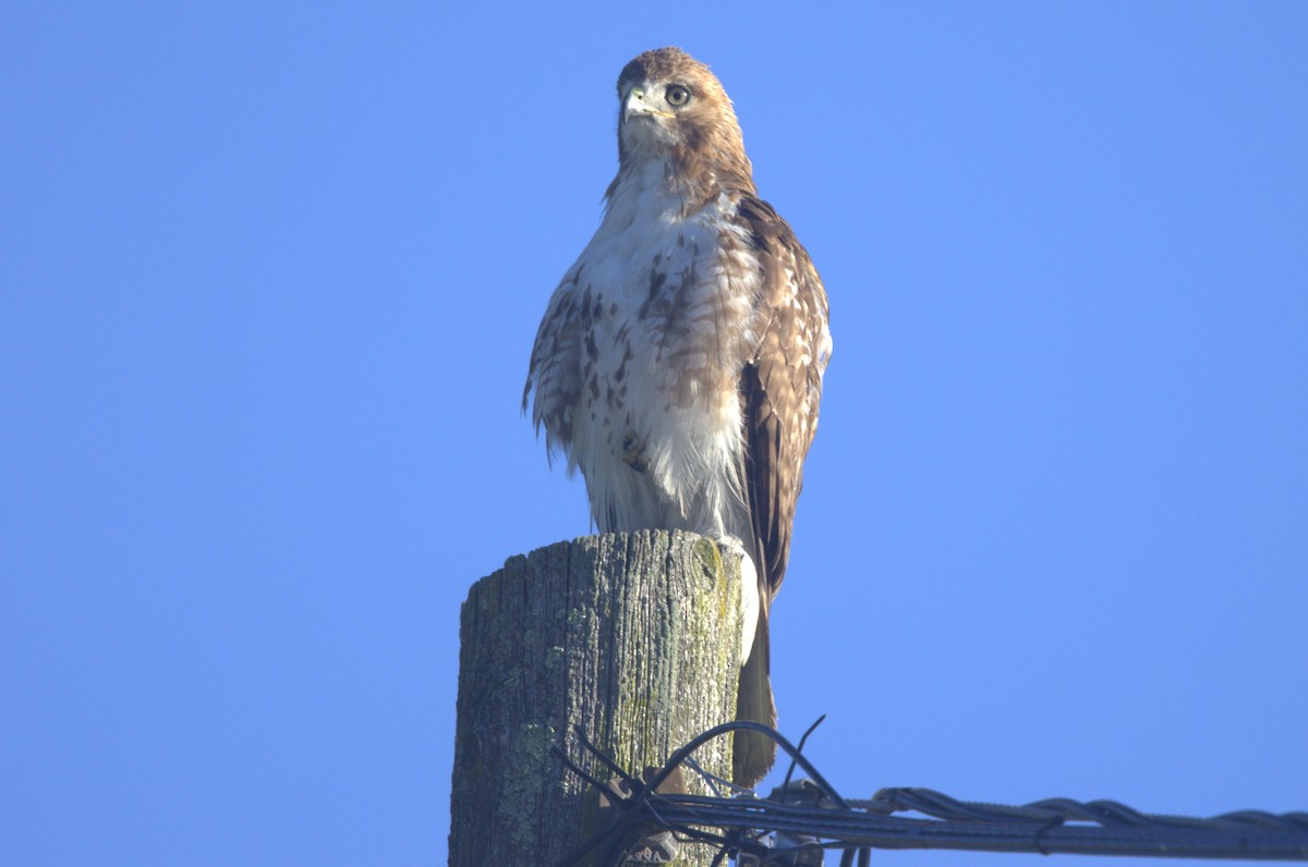 Red-tailed Hawk - ML620458017