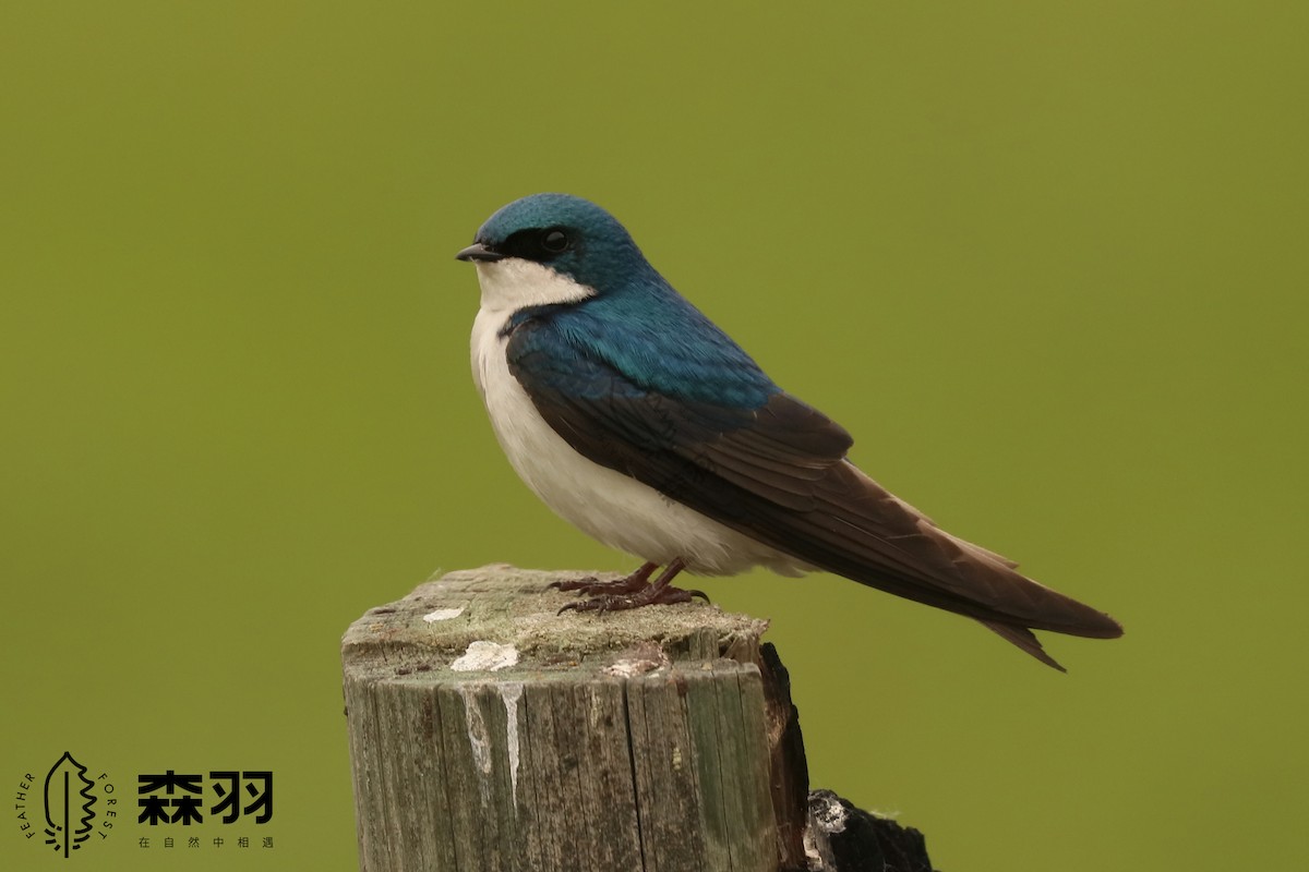 Golondrina Bicolor - ML620458020