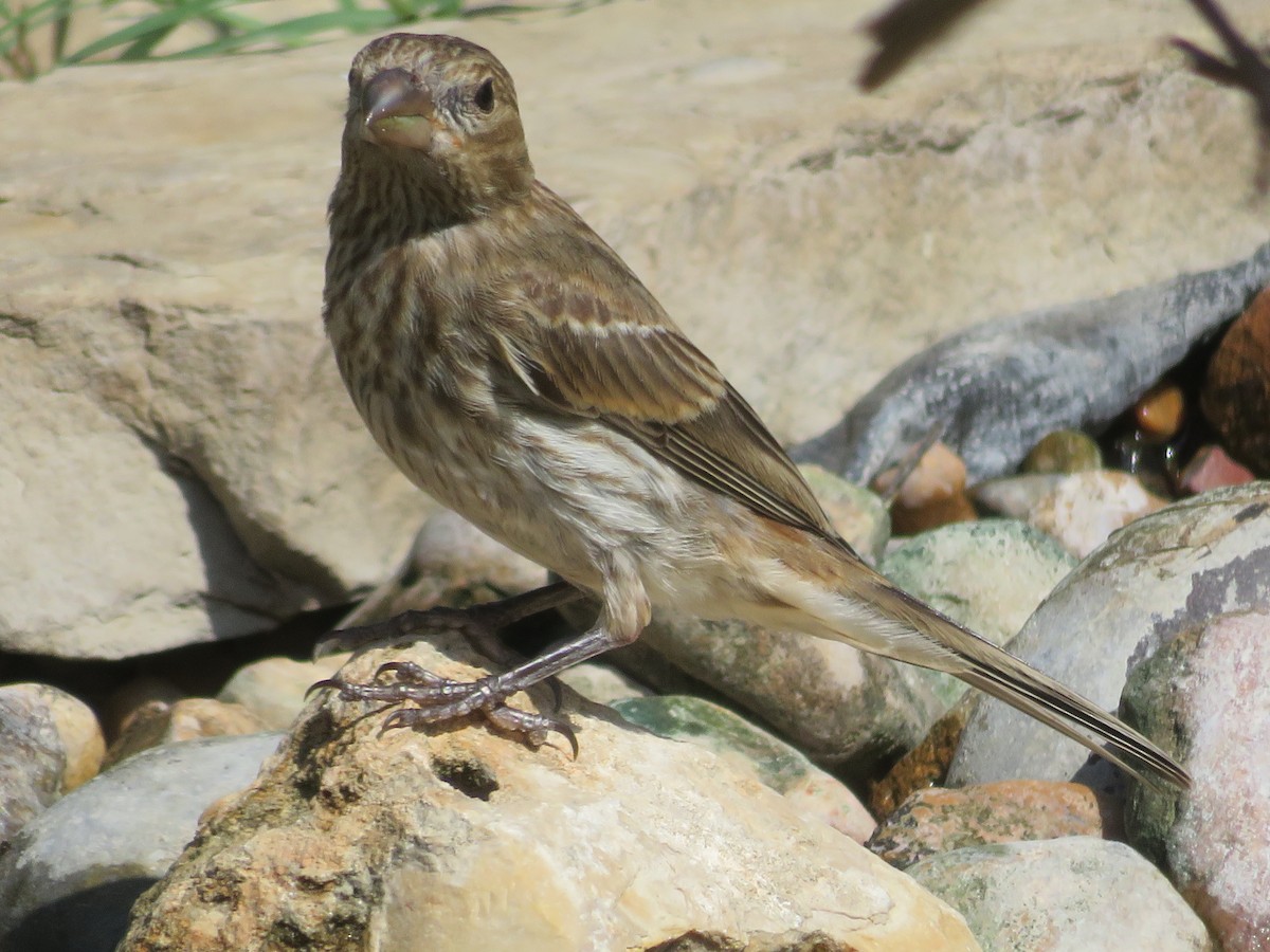 House Finch - ML620458028