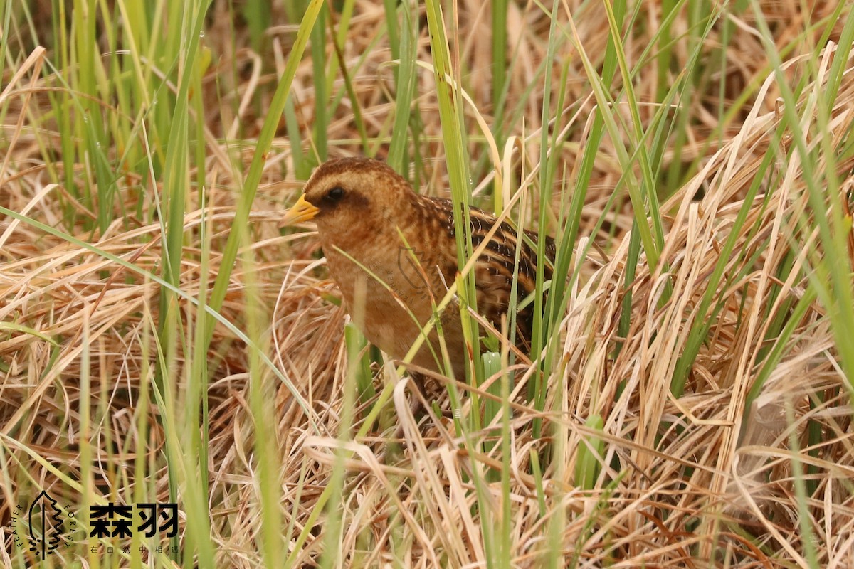 chřástal žlutavý - ML620458029