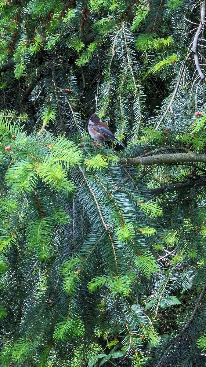 Chestnut-backed Chickadee - ML620458039