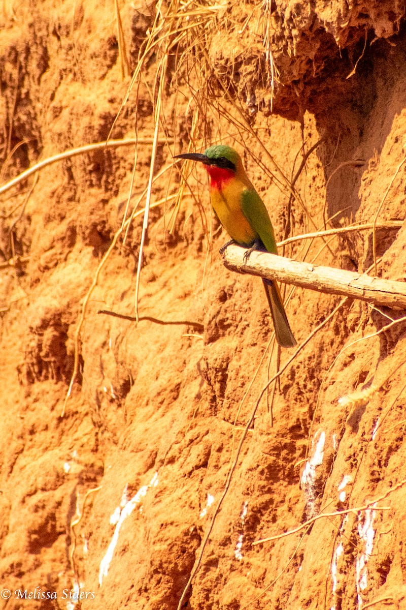 Red-throated Bee-eater - Melissa Siders