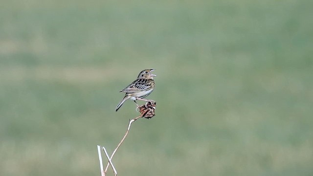 Grasshopper Sparrow - ML620458046