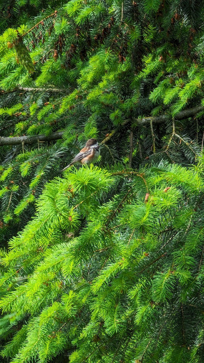 Chestnut-backed Chickadee - ML620458047