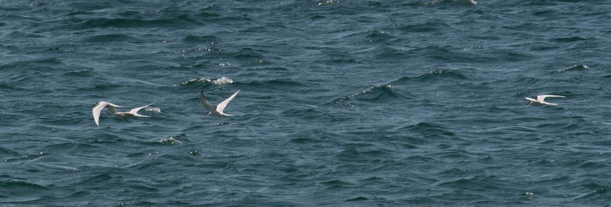 Common Tern - ML620458049