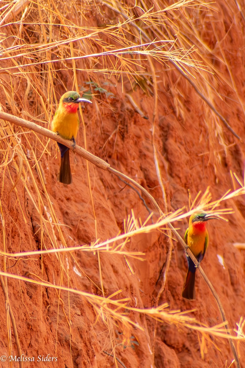 Red-throated Bee-eater - ML620458057