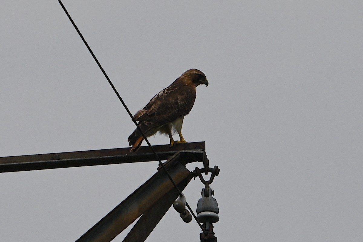 Red-tailed Hawk - ML620458058