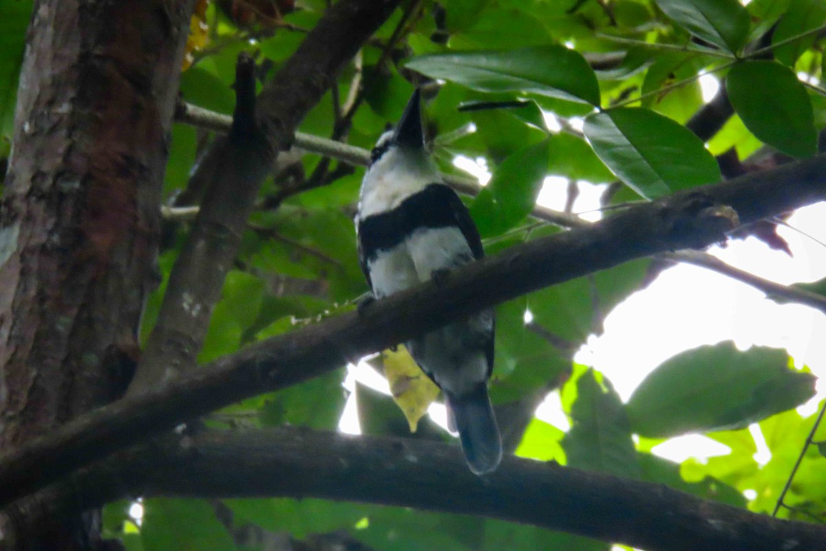 Weißnacken-Faulvogel - ML620458059