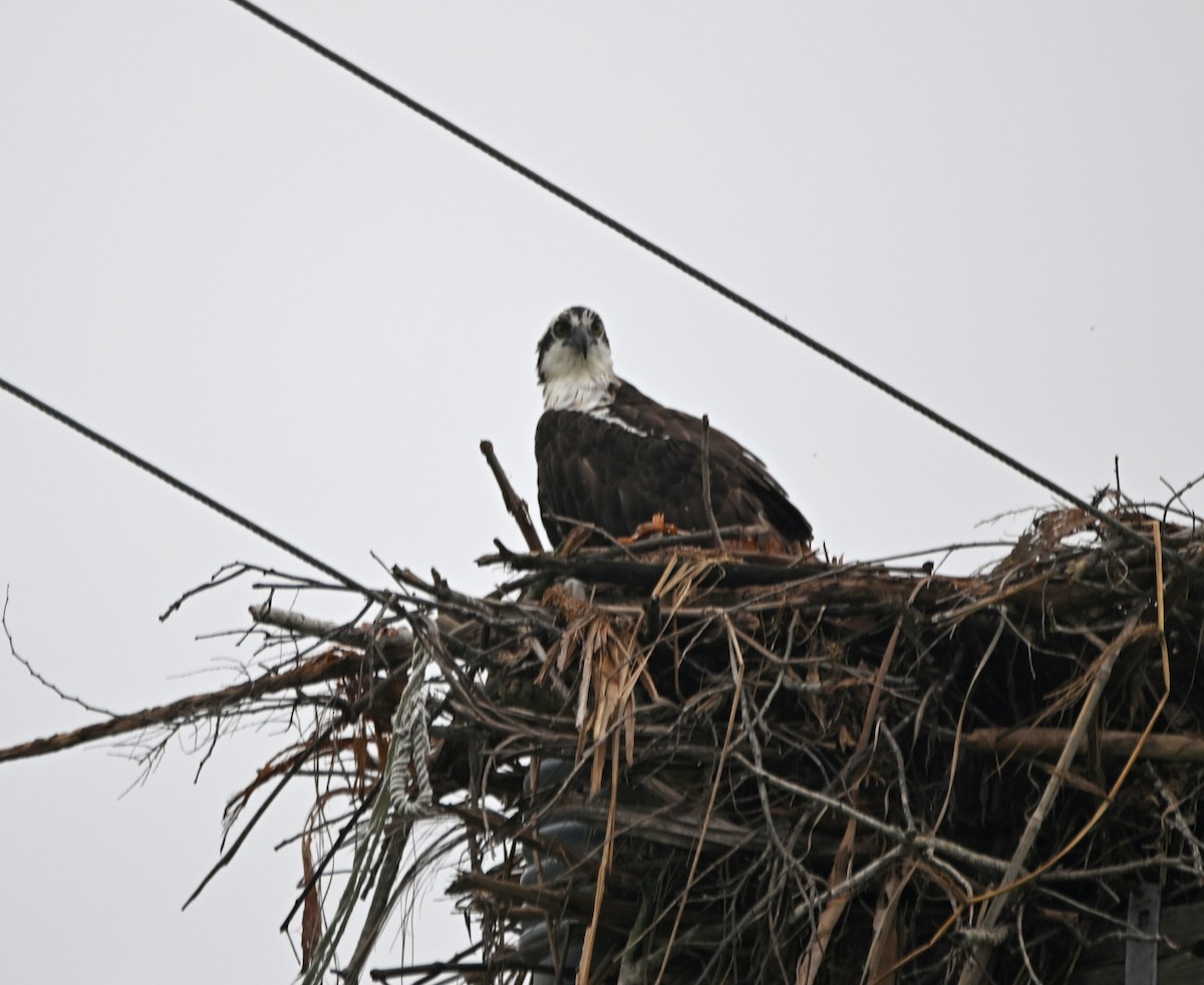 Osprey - Paula Gatrell