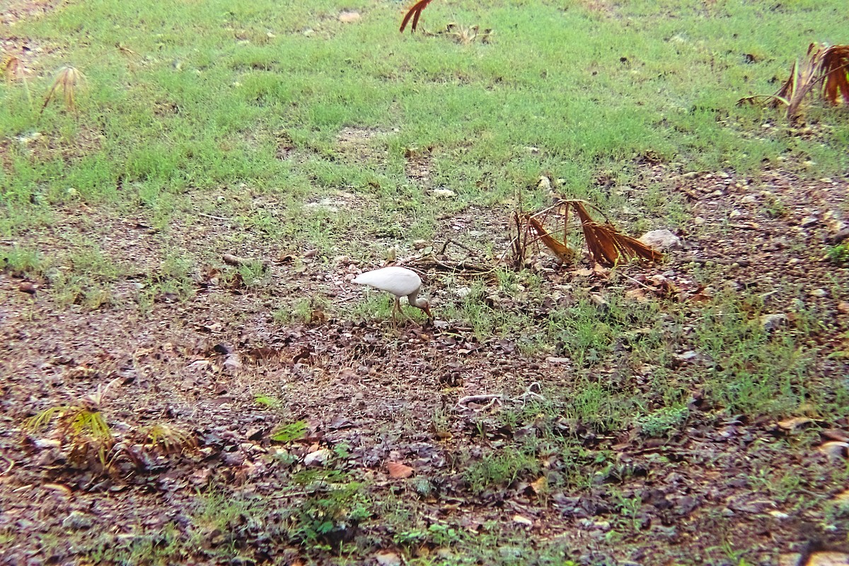 White Ibis - ML620458086