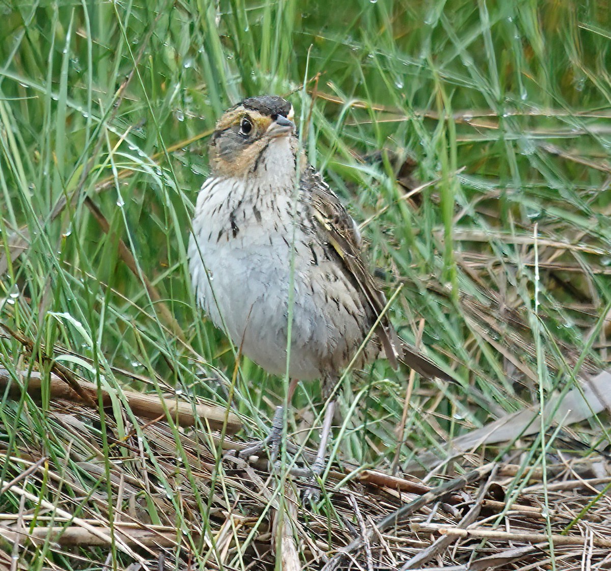 Saltmarsh Sparrow - Cindy Gimbert