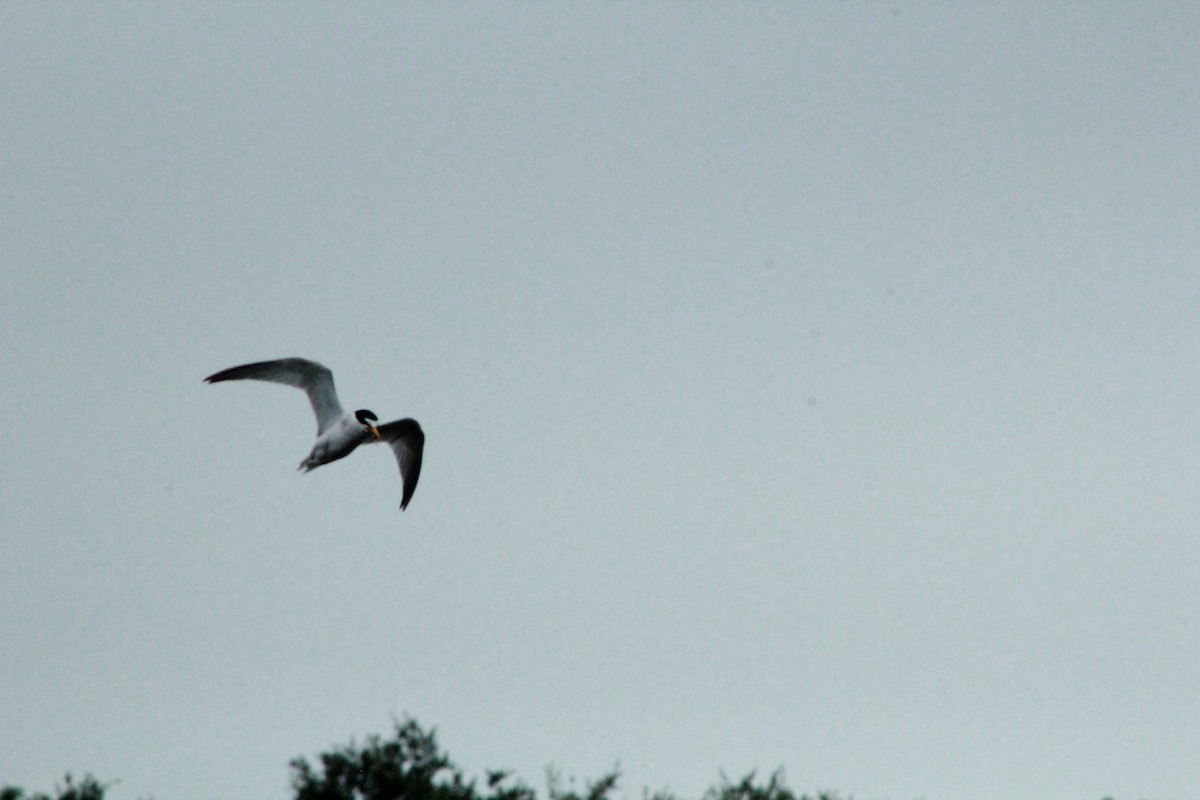 Least Tern - ML620458110