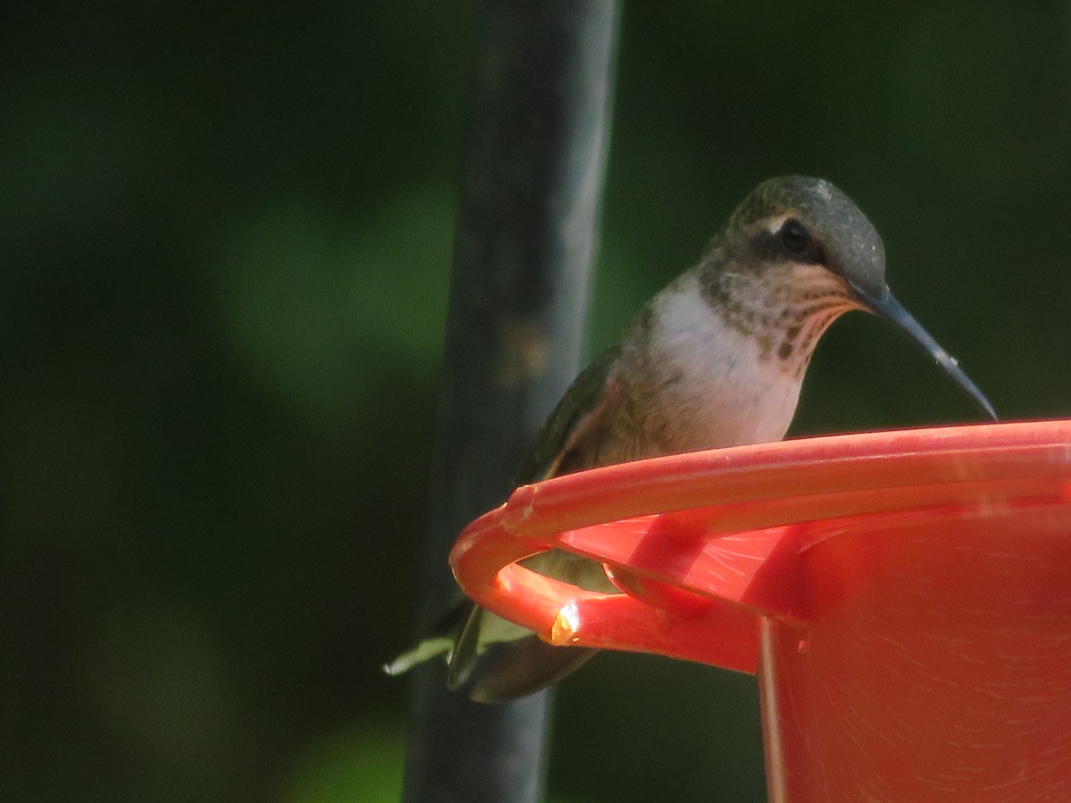 Black-chinned Hummingbird - Paul Sellin