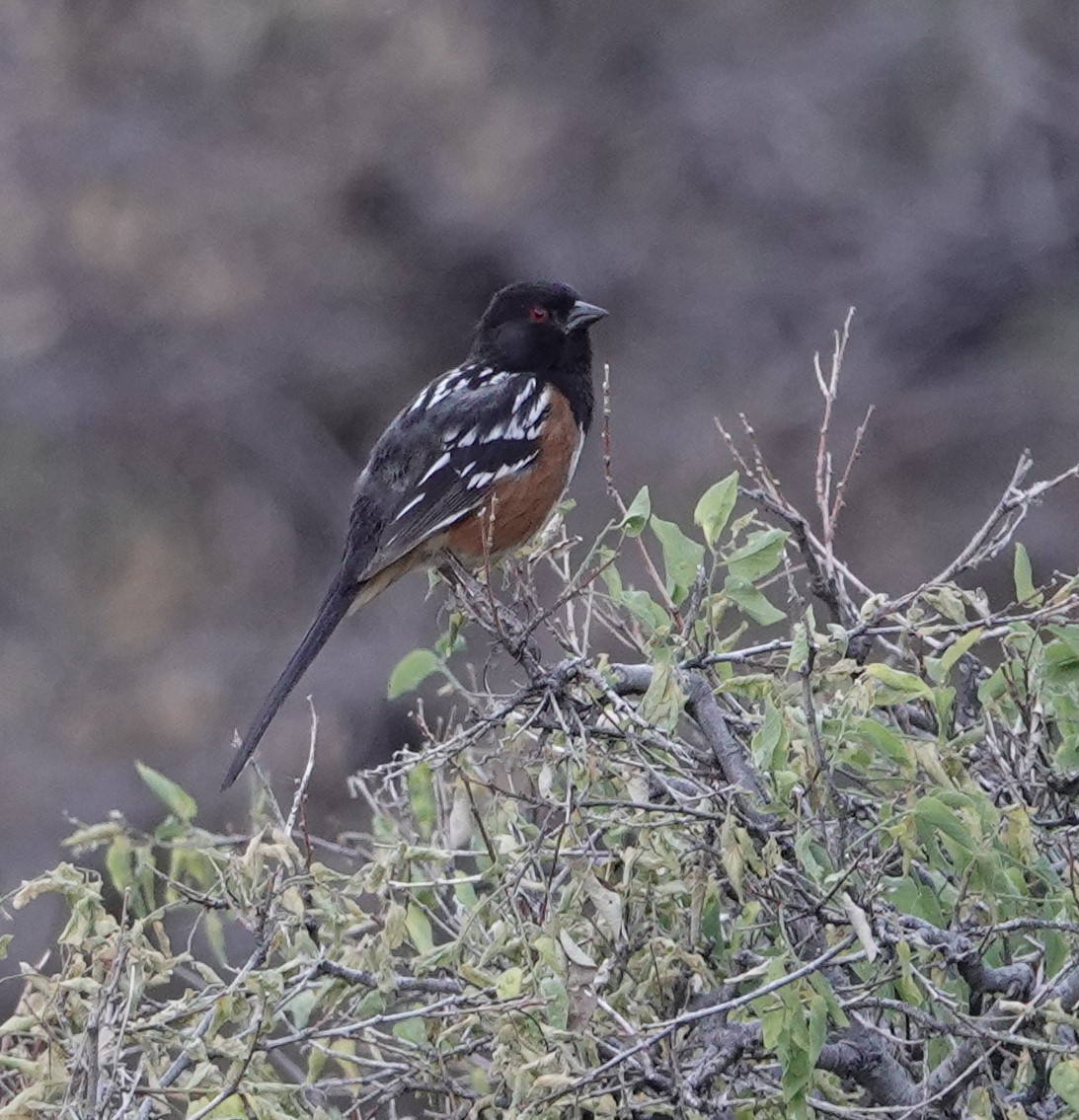 Spotted Towhee - ML620458120