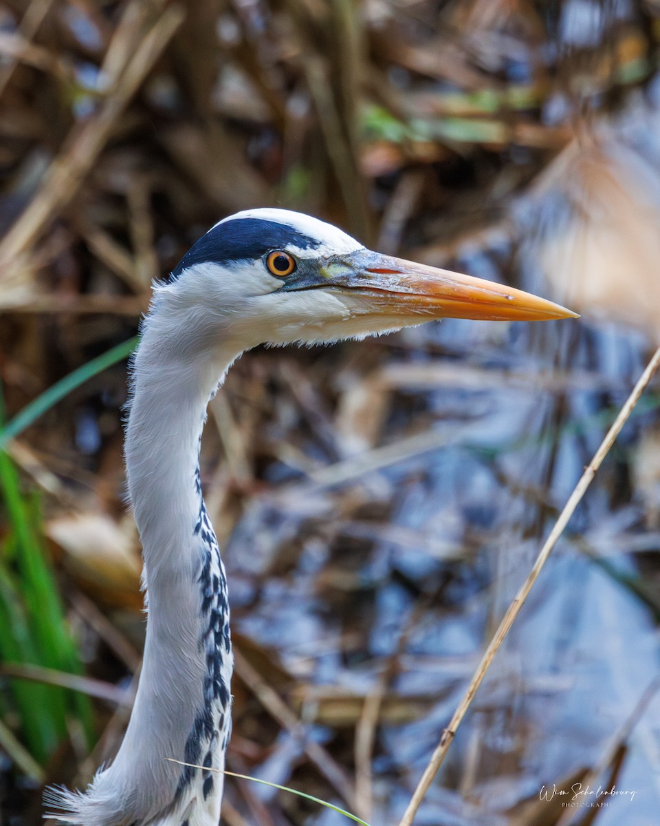 Gray Heron - ML620458121