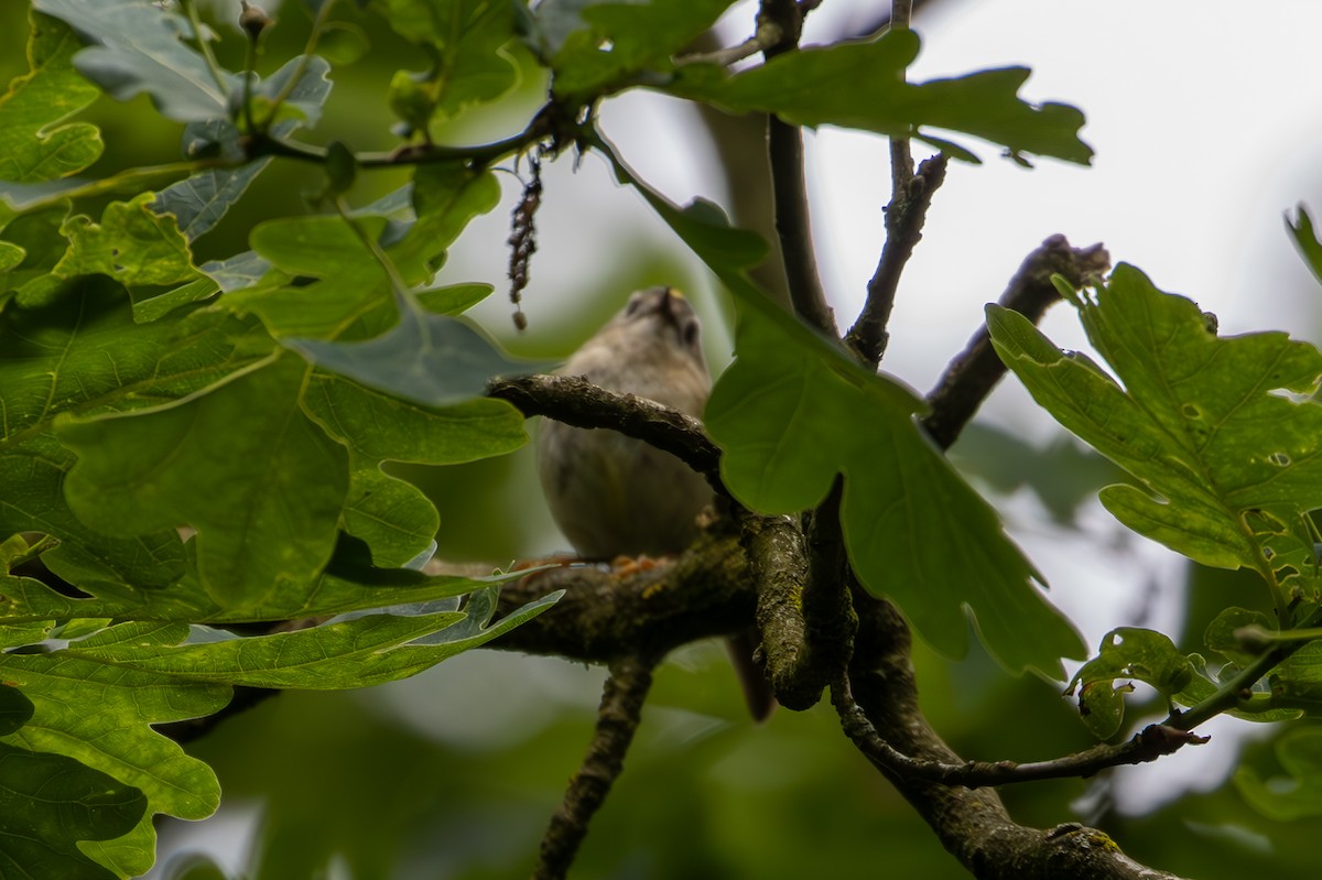 Goldcrest - F Loose