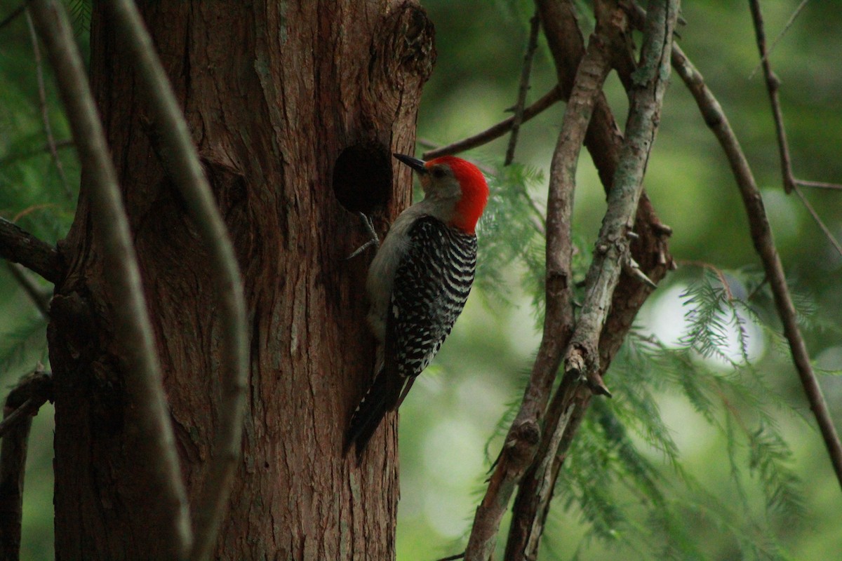 Red-bellied Woodpecker - ML620458128