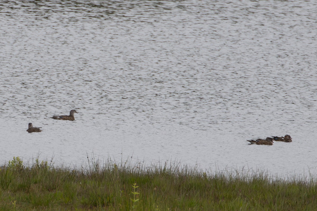 Mandarin Duck - ML620458129