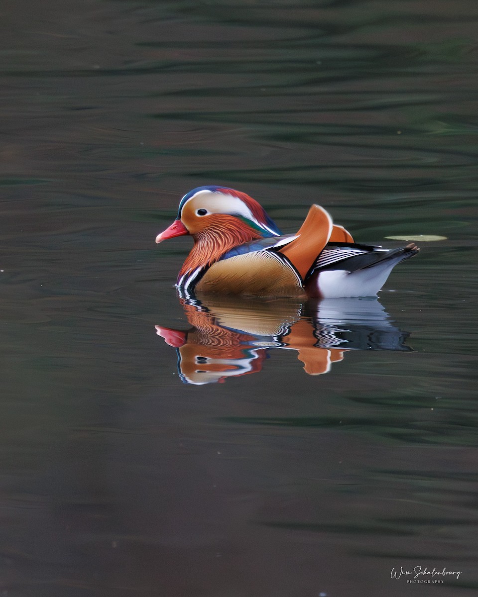 Mandarin Duck - ML620458138