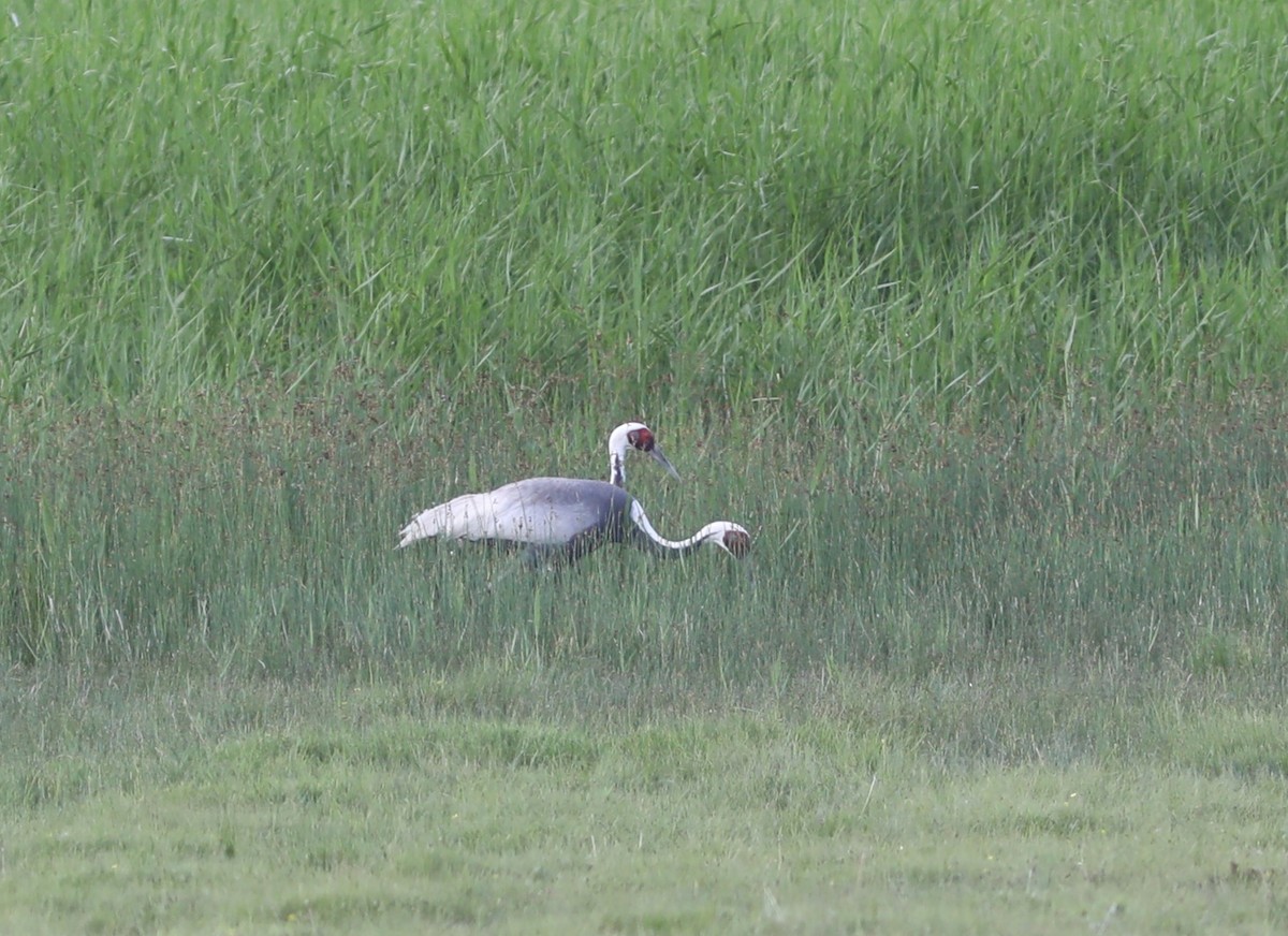 White-naped Crane - ML620458141