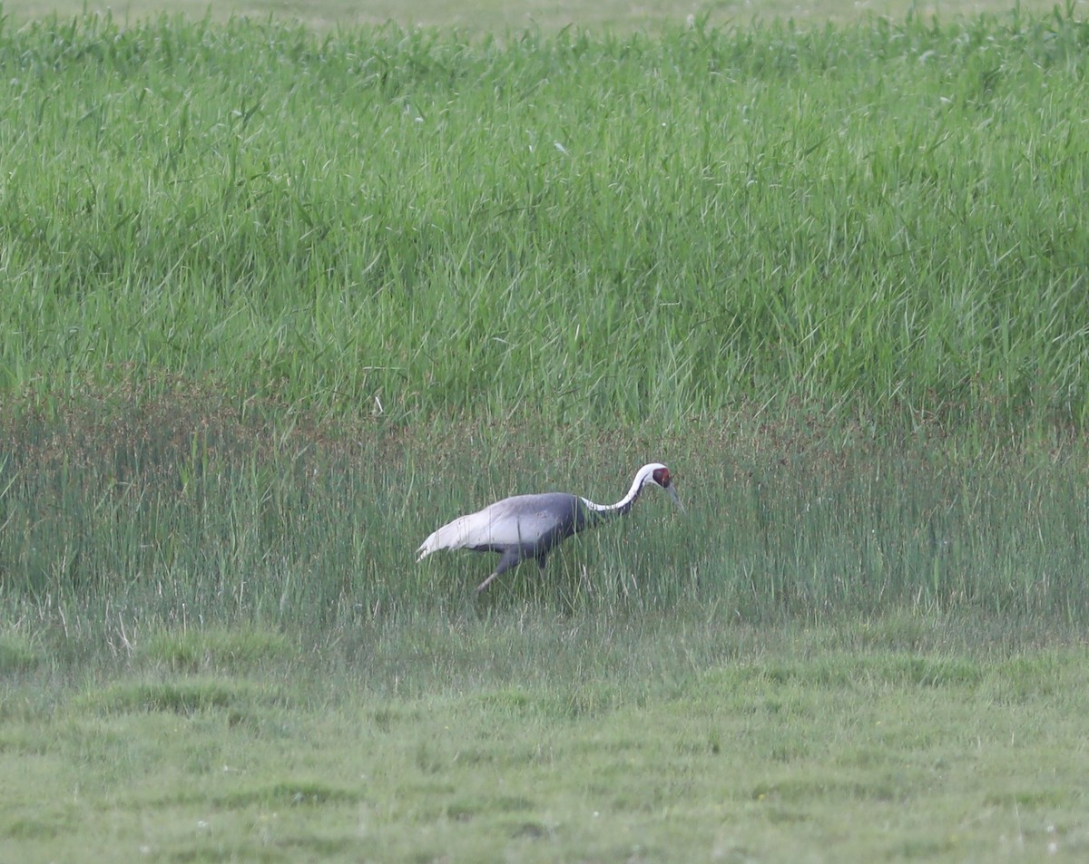 White-naped Crane - ML620458142