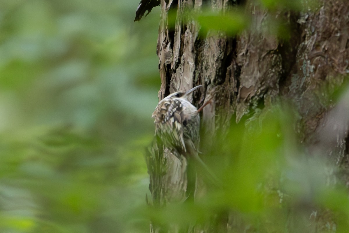 Short-toed Treecreeper - ML620458145