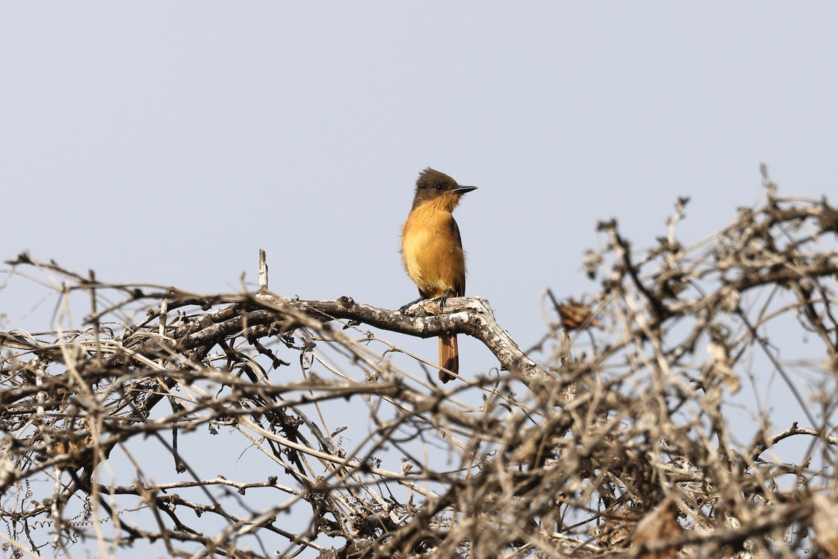 Rufous Flycatcher - Charles Davies