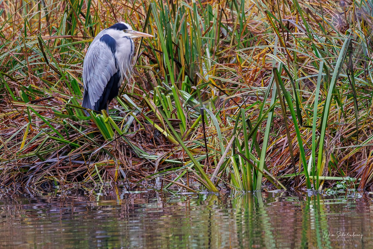 Gray Heron - ML620458153