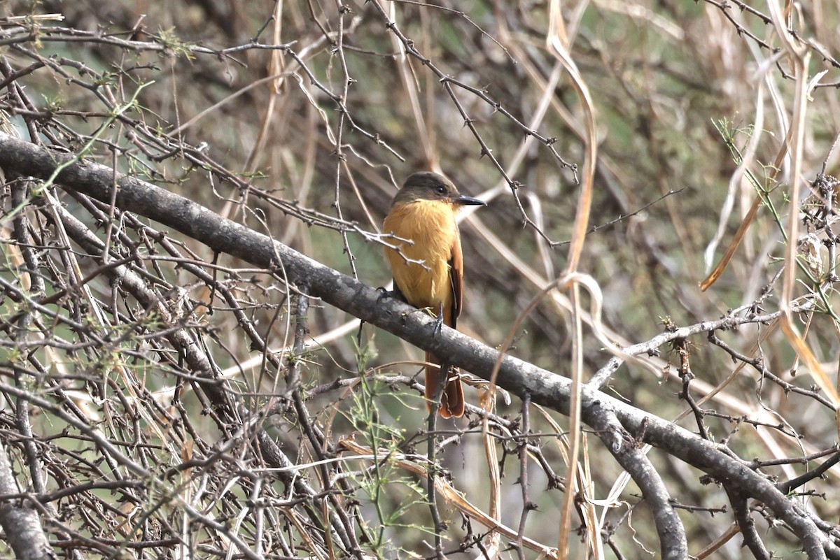 Rufous Flycatcher - ML620458159