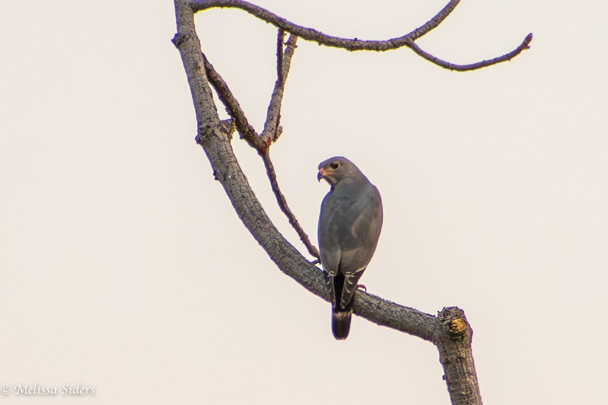 Lizard Buzzard - ML620458164